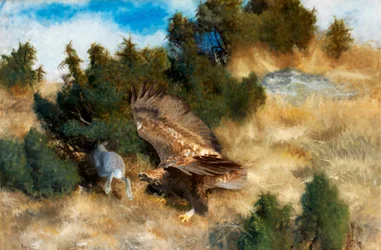 Adler jagt Hase